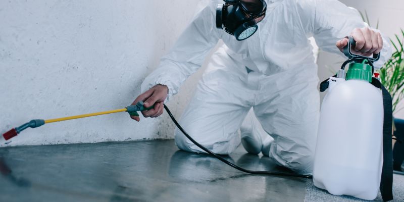 Como é Feita a Dedetização de Baratas em Carapicuíba: Conheça 6 Métodos Como é feita a dedetização de baratas em Carapicuíba